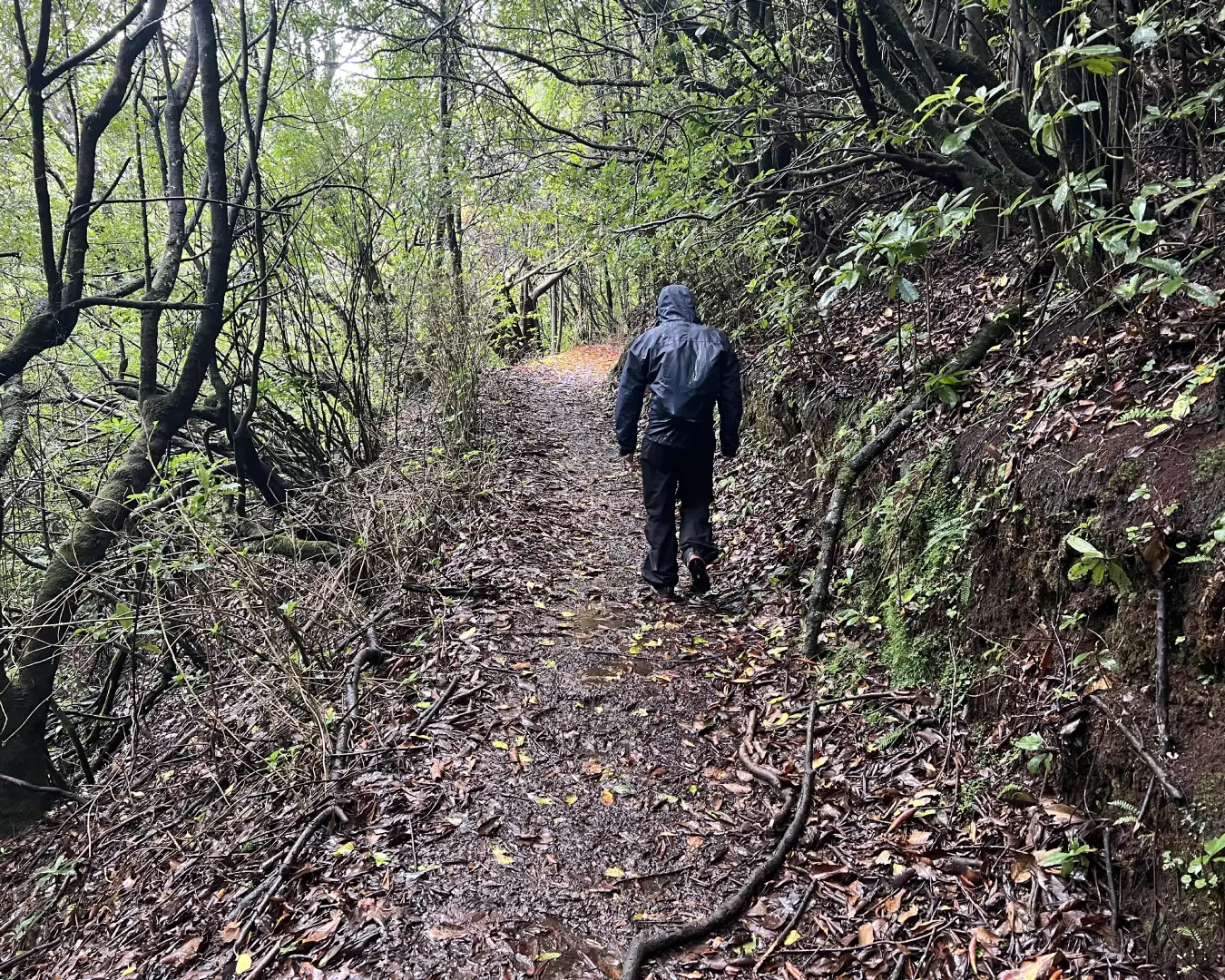 Senderista realizando trekking por un frondoso y húmedo bosque de laurisilva