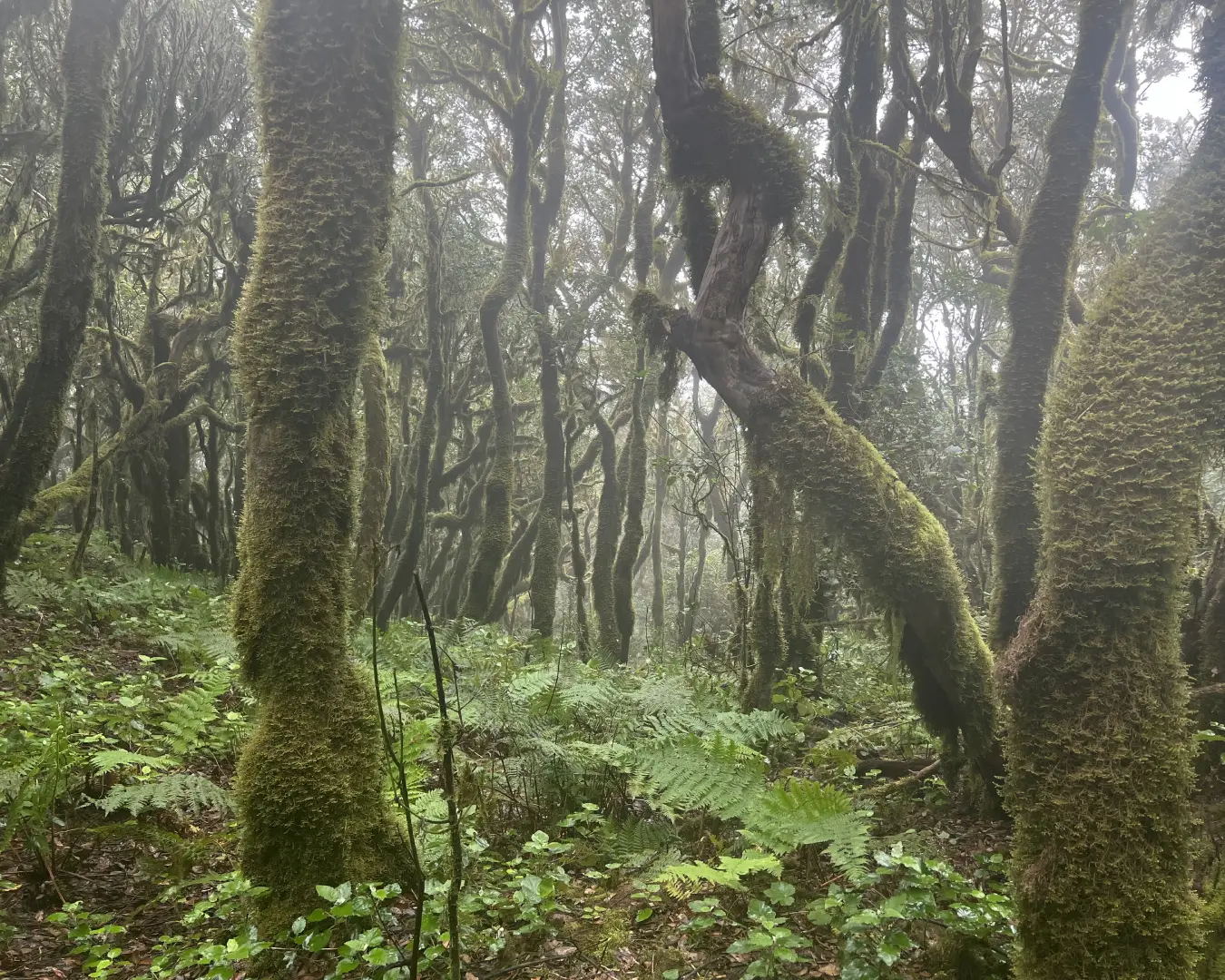 Bosque de laurisilva en el Parque Nacional de Garajonay, un refugio de biodiversidad en La Gomera.