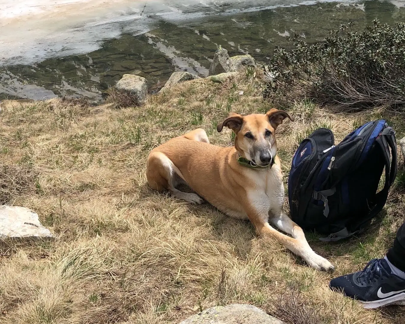 Una mochila de senderismo apoyada en el suelo durante una pausa, junto al perro del senderista